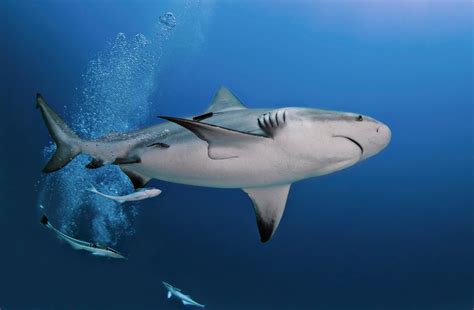 8 Incredible Facts About Bull Sharks