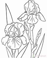 Spring Storczyki Kolorowanki Printable Colouring Hibiscus Drawings Drawing Dzieci Dla Getdrawings Irises Bearded Library sketch template