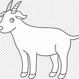 Kambing Sketsa Pygmy Sheep Putih Bengal Domba Mewarnai Hewan sketch template