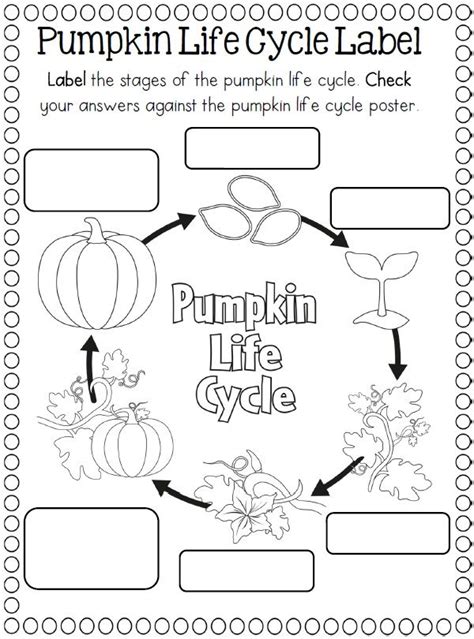 pumpkin life cycle coloring page