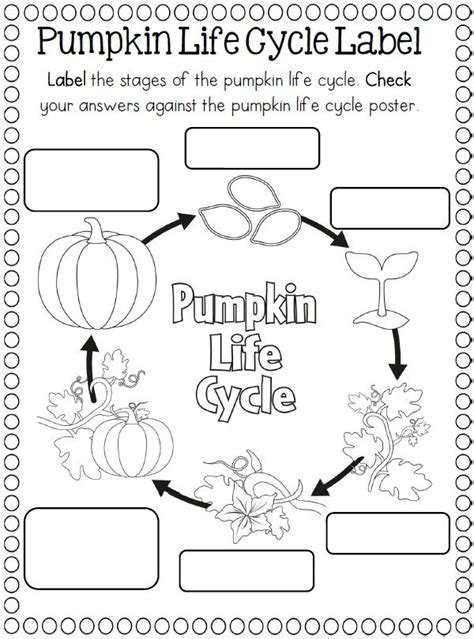 pumpkin cycle worksheet