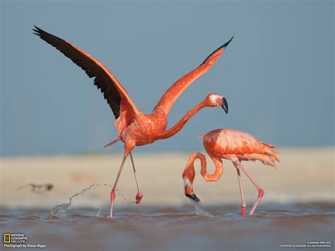 flamingo flamingos photo  fanpop