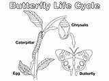 Life Cycle Butterfly Coloring Au Diagram Cycles Metamorphosis Pages Kids sketch template