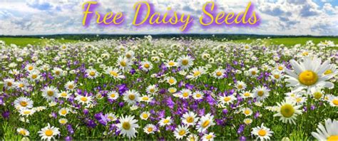 shasta daisy flower seeds  giveaway  roads living