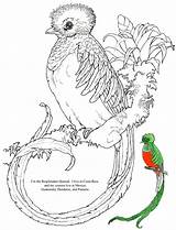 Quetzal Coloring Bird Pages Para Kids Book Resplendent Children Adult Rainforest Jan Brett Jungle Amazon Courtesy Illustrator Whole Her Has sketch template