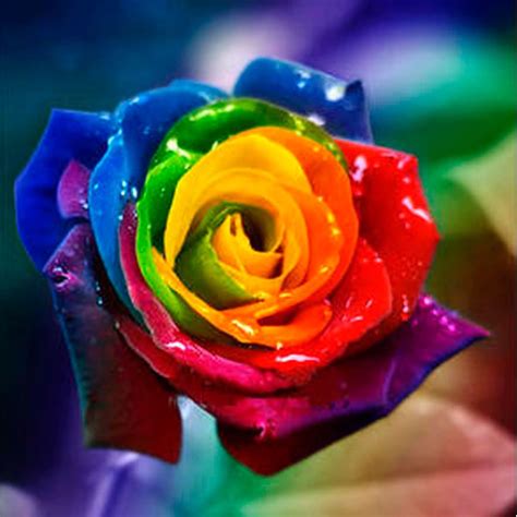 rosas de colores buscar  google colour  pinterest faca