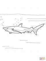 Shark Coloring Reef Blacktip Tipped Pages Printable Choose Board Designlooter sketch template