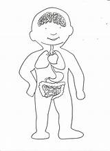Organos Internos Organo Imagui Corazon Descargar Pinta Son Infantiles Pulmones Corazón Estomago Manualidades sketch template