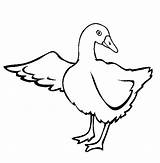 Goose Coloring Pages Color Bird Animal Online Kids Animals Sheet Print Back sketch template