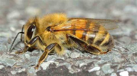 die nuetzlichsten bienenarten mit bestimmungsanleitung und bildern