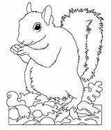 Squirrel Cute Coloring Pages Kids Squirrels Popular Coloringhome sketch template