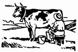 Coloring Milking Cow Pages sketch template