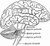 Brain Anatomy Cerebrum Usf Quoi Caboche Scheme sketch template
