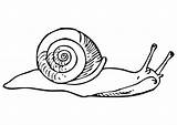 Snails Snail sketch template