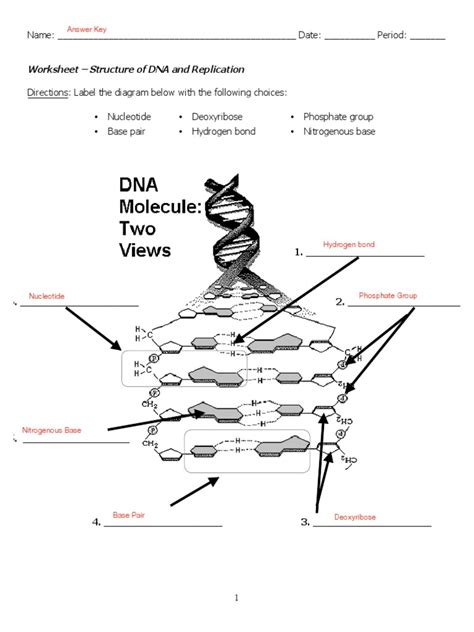 worksheet dna structure  replication answer key
