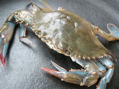 soft shell crab mzaerpacific