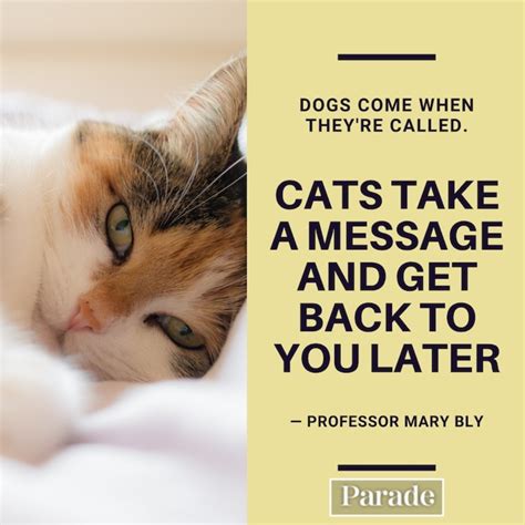 cat quotes  quotes  cats parade pets