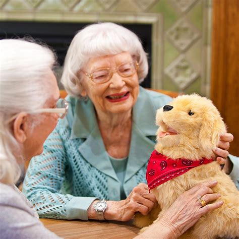 buddy  companion golden puppy zest dementia aged care