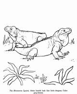 Iguana Rhinoceros Pintarcolorir ähnliche Coloringhome sketch template