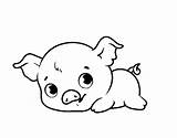 Piggy Coloring Baby Coloringcrew Book Animals sketch template