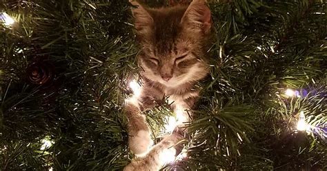 Cutest Christmas Tree Decor Ever Album On Imgur