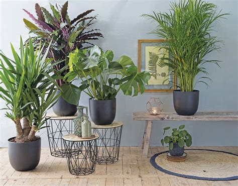 mooie grote kamerplanten voor  de woonkamer kamerplanten intratuin binnenplanten