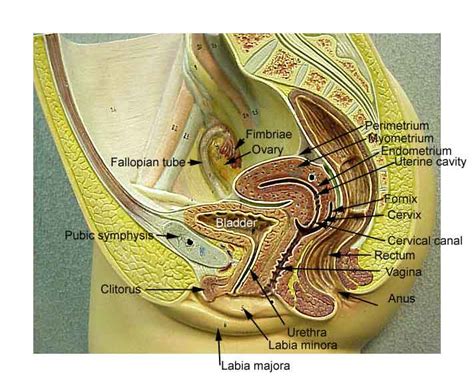 Female Reproductive System