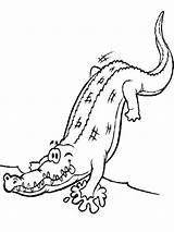Alligator Coloring Pages Cliparts Kids Cartoon Turtle Snapping Dibujo Clipart Yacare Drawing American Facil Getcolorings Color Getdrawings Library Colouring sketch template