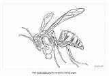 Wasp Kidadl Pict sketch template