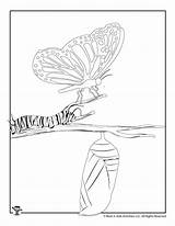Monarch Activities Stages Coloring sketch template