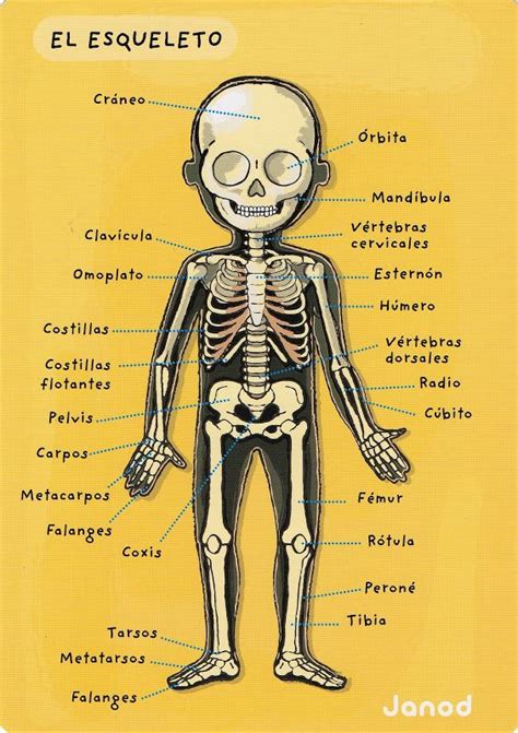 48 Best Images About El Cuerpo Humano On Pinterest