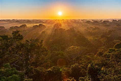 sunrise   amazon jungle tambopata peru imagine  noise  thousands  animals