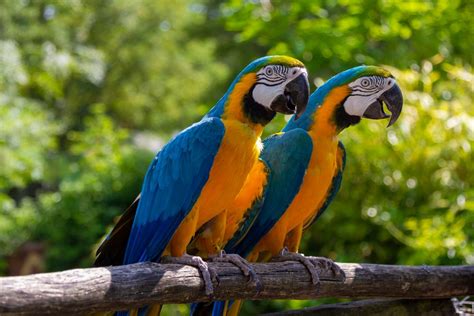 freifliegende papageien foto bild tiere zoo wildpark falknerei voegel bilder auf