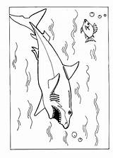 Shark Coloring Pages Printable Kids Sharks Bestcoloringpagesforkids Print sketch template