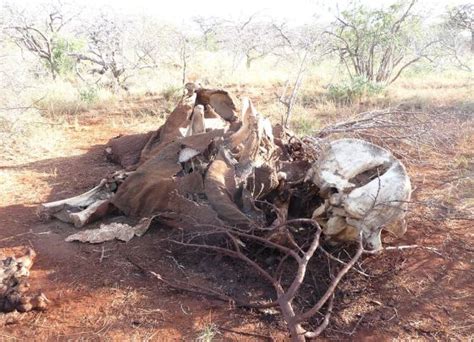 georganiseerde misdaadsyndicaten doden olifanten op industriele schaal animals today