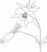 Columbine Flower Drawing Drawings Getdrawings sketch template