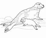 Seal Coloring Pages Baby Harp Gray Mother Leopard Seals Printable Navy Getdrawings Elephant Drawing Color Getcolorings Cute Colorings Designlooter Print sketch template