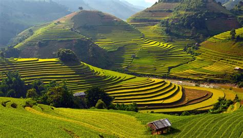 rice fields thailand