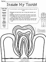 Tooth Coloring Parts Vocabulary Teacherspayteachers Color Worksheets Kids Sold Pages Mad Science Fox sketch template