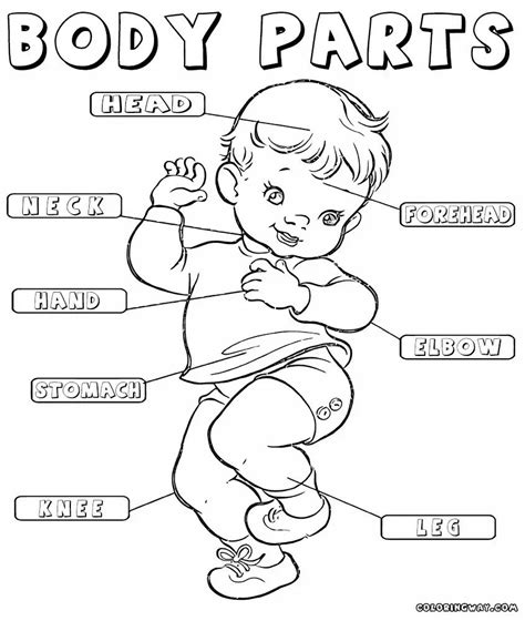 body parts coloring sheets  kids sketch coloring page