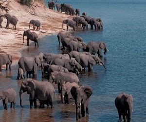 manada de elefantes elephant herd animals wallpaper