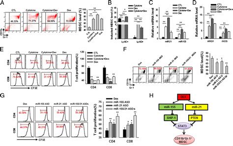 microrna 155 and microrna 21 promote the expansion of functional