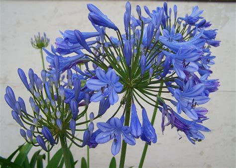 images gratuites herbe botanique bleu flore fleur bleue jardin