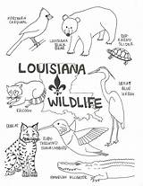 Coloring Pages Wildlife Louisiana Swamp State Bird Color Cajun Kids Printable Flag Animals Preschool Small Print Florida Lesson Vector Getdrawings sketch template