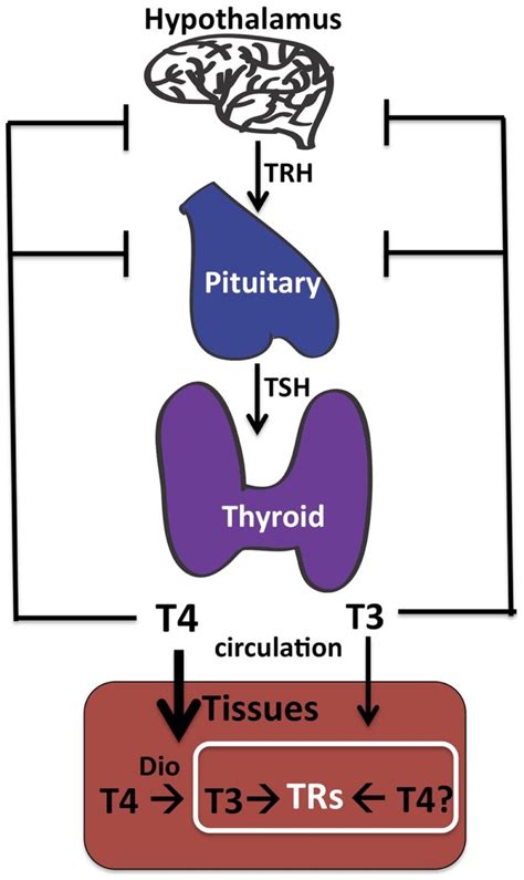 Thyroid Hormone Synthesis The Thyroid Gland Makes Both T4