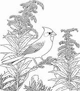 Coloring Cardinal Pages Bird Northern Coloring4free State Drawing Red Adults Color Getdrawings Getcolorings sketch template