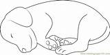Dog Sleeping Coloring Small Drawing Pages Color Dogs Getdrawings Coloringpages101 sketch template