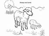 Sheep Coloring Pages Minecraft Printable Getcolorings sketch template