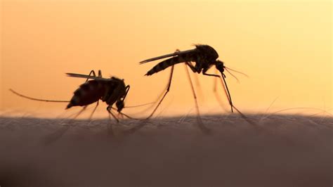 deze wijk worden bewoners iedere avond gestoken door muggen ze steken zo door je