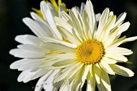shasta daisy flowers picture photo information